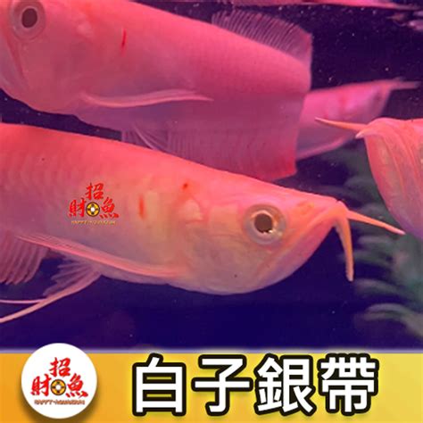 白子銀帶飼養|【銀帶怎麼養】銀帶飼育指南：拒絕活餌，從入門到精通